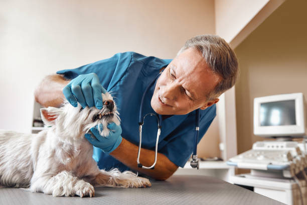 Best Pediatric Emergency Dentist in Mohave Valley, AZ